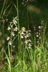 Geo-Pfad bei Achenkirch im nördlichen Tal des Gufferts