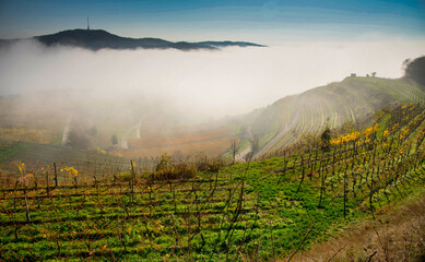Spätherbst im Kaiserstuhl
