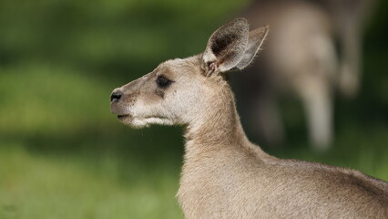 Eastern Grey kangaroo side view of head neck and ears