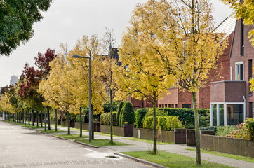 Rotterdam, The Netherlands, October 12, 2020: street in Park Zestienhoven neighbourhood with young ash trees coloring bright yellow in autumn