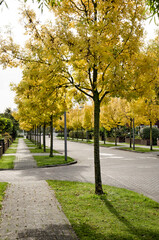 Rotterdam, The Netherlands, October 12, 2020: view along a street lined with ash trees coloring bright yellow on a sunny day in autumn