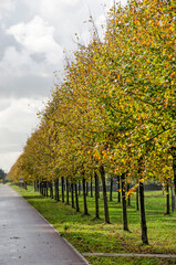 Naklejka premium Rotterdam, The Netherlands, October 12, 2020: asphalt road along a field of grass with lines of linden trees in autumn colors