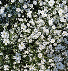 white flowers in the garden