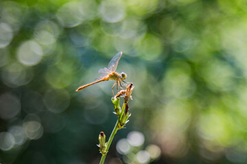dragonfly close up