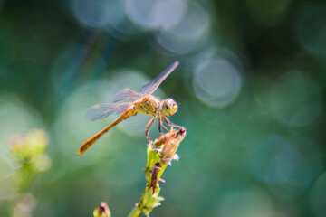 dragonfly close up