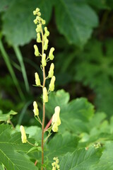 Geo-Pfad bei Achenkirch nördlich vom Guffert