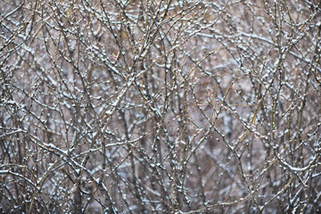 Texture of branches in the snow in the forest. Thickets of branches. Winter background