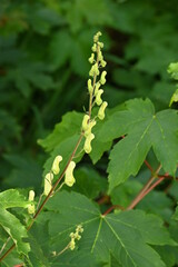 Geo-Pfad bei Achenkirch n&ouml;rdlich vom Guffert