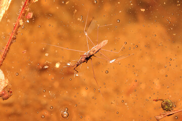 Mating of Water Striders on The Water