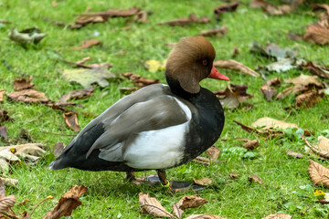 San Francisco Park - Autumn 2020
