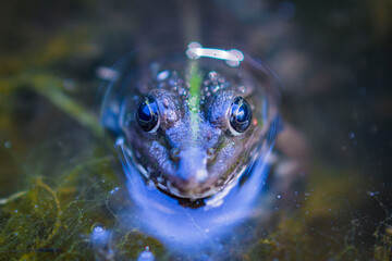 frog close up