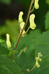 Geo-Pfad bei Achenkirch nördlich vom Guffert