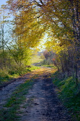 Fototapeta na wymiar Autumn road to the forest. Photo taken on 1/11/2020 in the small village of Nagirne, Ukraine