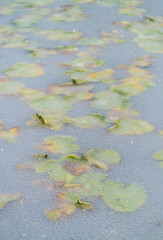 Snowing, Kepler Cascades, Yellowstone National Park, Unesco World Heritage Site, Wyoming, Usa, America