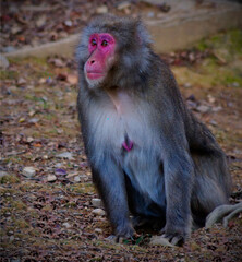 Macaque monkey female sitting on the ground looking intently 