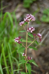 Geo-Pfad bei Achenkirch nördlich vom Guffert