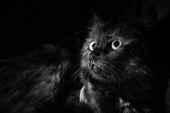 A playful cat is watching someone. Black-and-white photo of a huntress-cat close-up. Cat hunts. The idea for the theme of Halloween is the witch's cat in the darkness