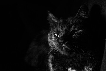 The cat glares ahead. Cat's angry look in close-up. The idea for the theme of Halloween is the witch's cat in the darkness
