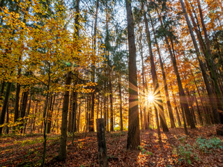 Autumn Bavarian Forest walk while enjoy the sun rays before sunset