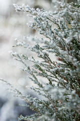 Snowy branches background