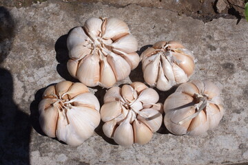 bunch of garlic on a natural background