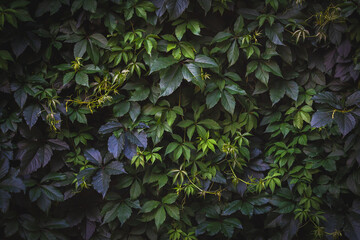 Green leaves. Natural background. Abstract foliage texture