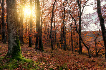 Moss on the tree in the autumn forest with sunight in Koszeg mountain Hungary