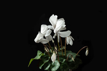 Fototapeta premium White Cyclamen on black background