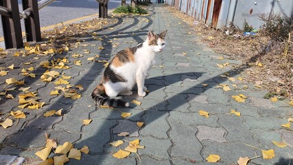 Tabby Cat On The Street