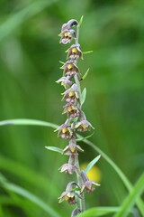 Alpen Pflanzen Wandern