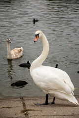 swans on the lake