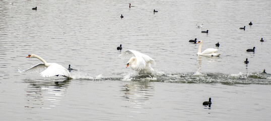 ducks in the water