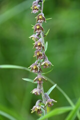 Alpen Pflanzen Wandern