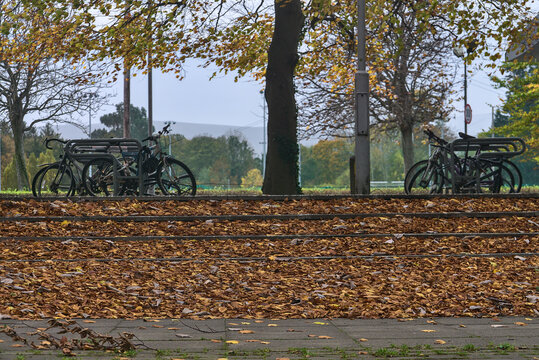 Dublin, Ireland - November 1, 2020: Lots of fallen leaves beside outdoor stairs on campus of University College Dublin. Beautiful autumn background. Fall vibes. Leaves everywhere