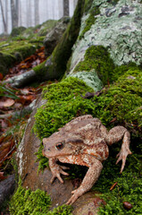 Common toad (Bufo bufo) in its habitat, a beech forest (Fagus sylvatica) at Monte Amiata, Tuscany, Italy.