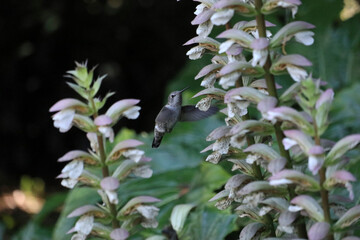 Colibri butinant les fleurs