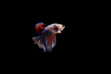 Small Colorful Betta fish, at Black background
