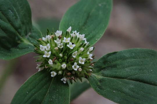 Spermacoce or false buttonweed is a genus of flowering plants in the family Rubiaceae