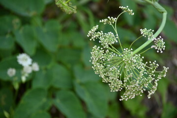 Alpen Pflanzen Wandern