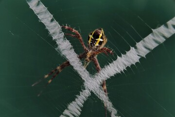 An argiope spider web with stabilimentum