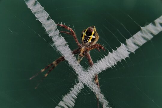 An argiope spider web with stabilimentum - Powered by Adobe