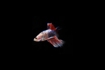 Small Colorful Betta fish, at Black background
