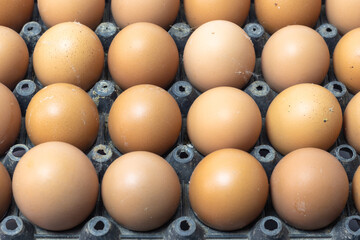 Chicken eggs in plastic tray close up shot