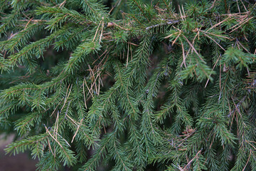 A branch of green fir tree close-up.