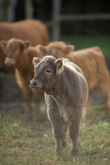baby Scottish Highland Cattle close up  in pasture on rural hobby farm 