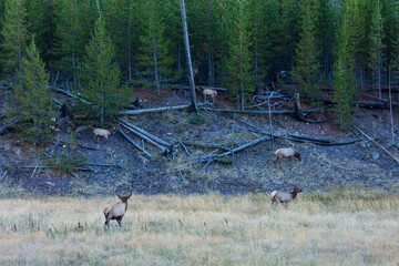 Elk or Wapiti (Cervus canadensis), Madison Canyon, Yellowstone National Park, Unesco World Heritage...