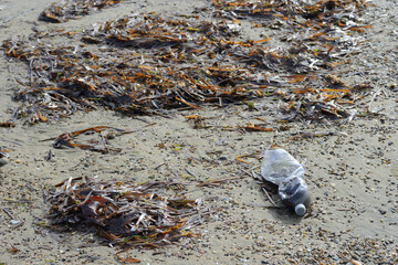 Stranded Posidonia oceanica seagrass leaves