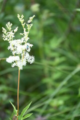 Geo-Pflad Gufferthütte Alpen Österreich Tirol Achenkirch