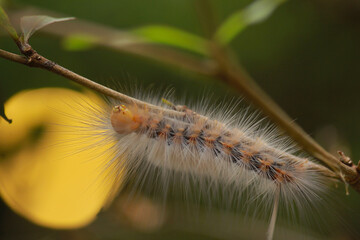 Colorful hairy caterpillar crawling on stem with yellow bokeh light on background