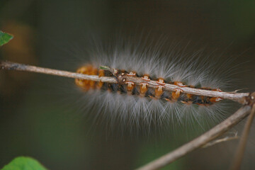 Bottom view of colorful hairy caterpillar crawling on stem 